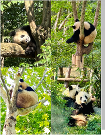 4 Days of Chengdu